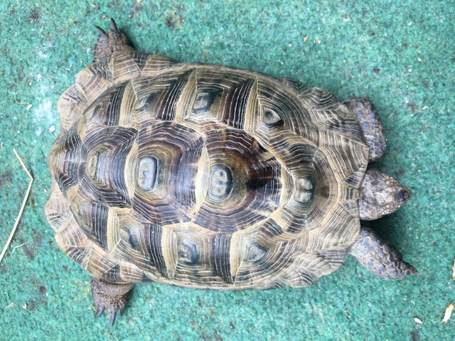 Identification espèce tortue  Img_1237