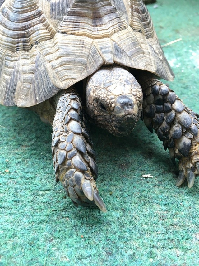 Identification espèce tortue  Img_1239