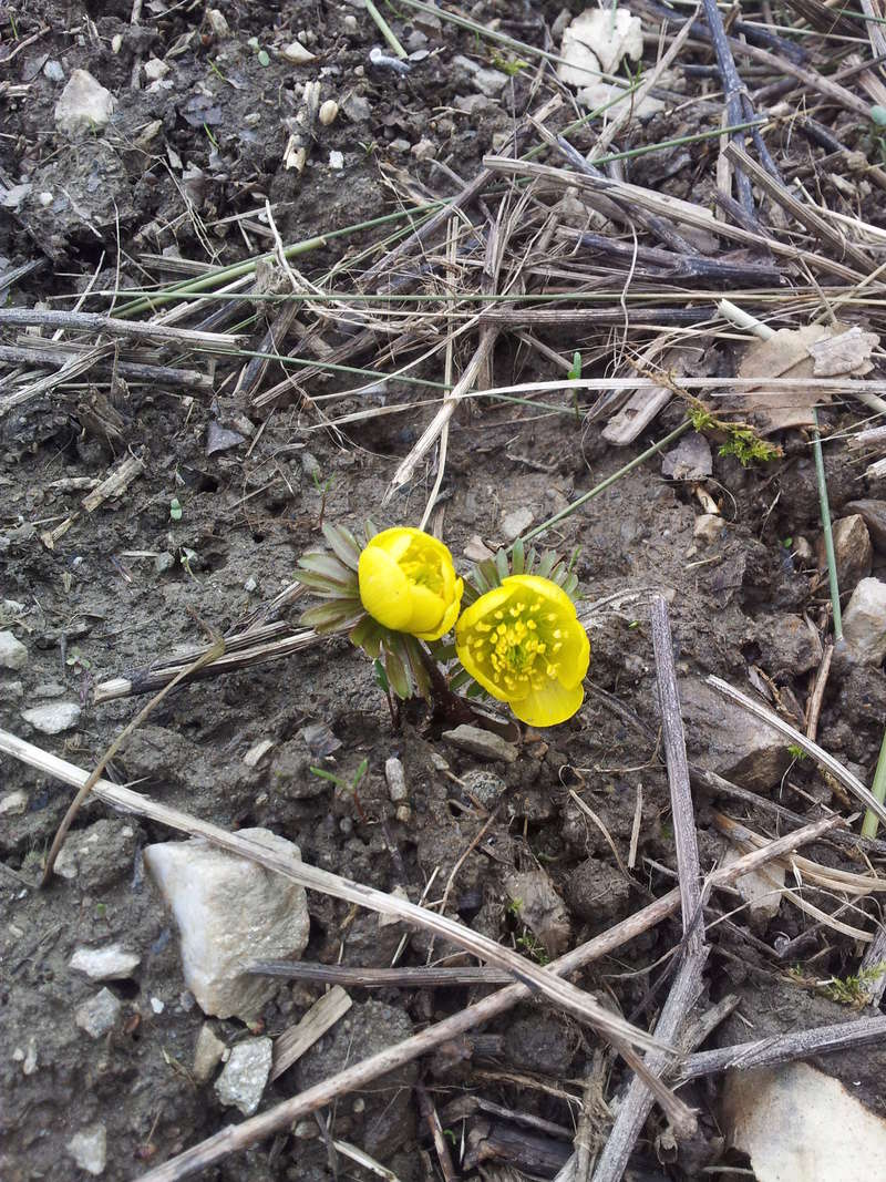 eranthis, helleborine jaune, aconit d'hiver 20160321