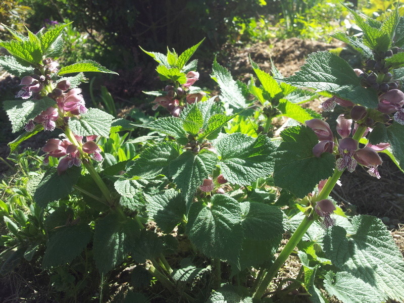 lamium orvala 20170421