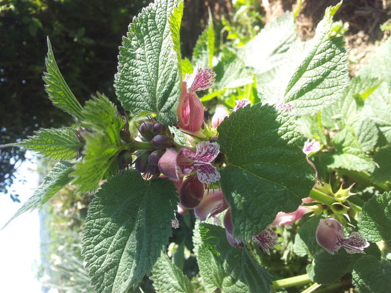 lamium orvala 20170422