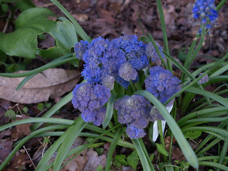 Muscari - Page 2 Fantai10