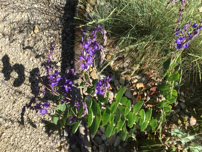 vivace à floraison violette : Veronica perfoliata Mariec12