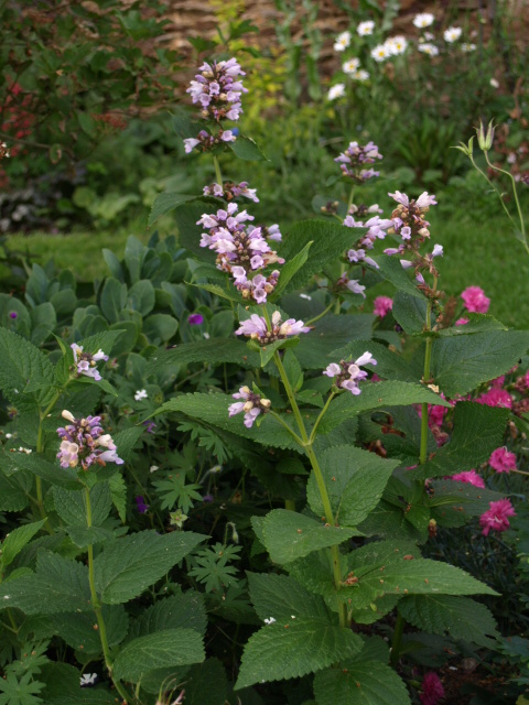 nepeta subsselis sweet dreams P6020810