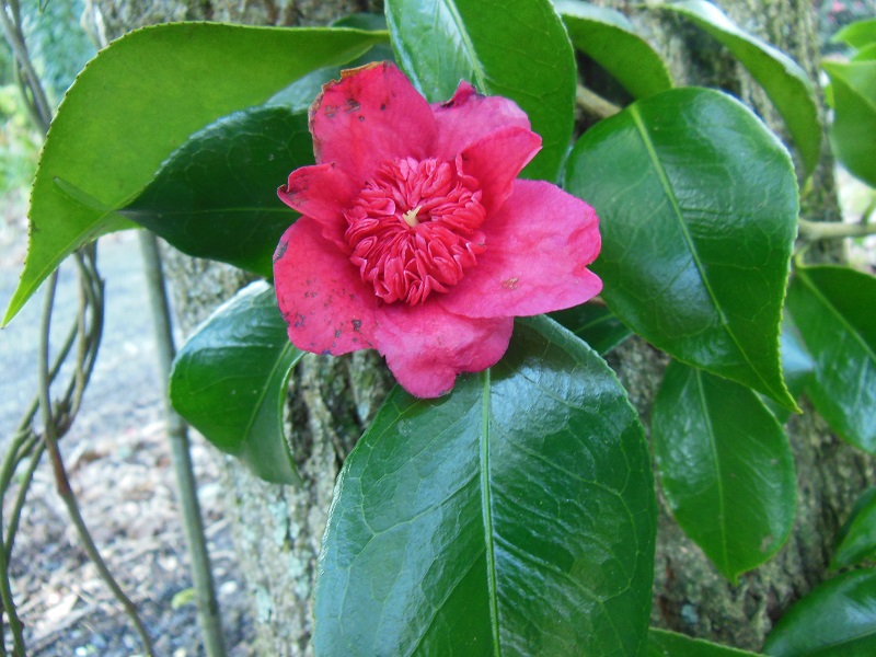 Camellia 2018 Anemon10