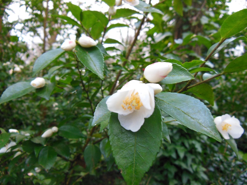 Camellia 2018 Bot_410