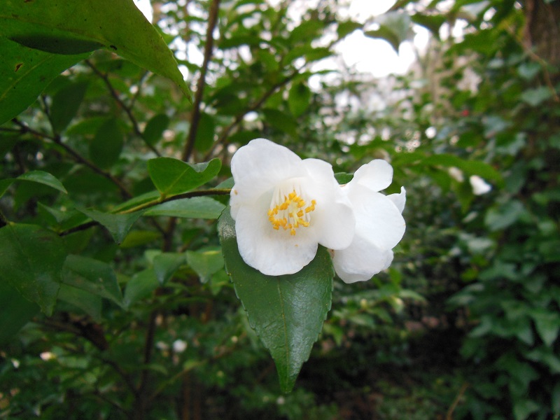 Camellia 2018 Bot_510