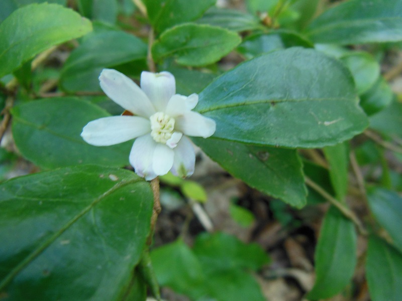 Camellia 2018 Bot_710