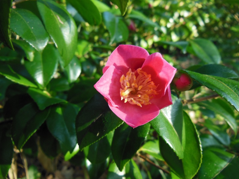Camellia 2018 Petite10