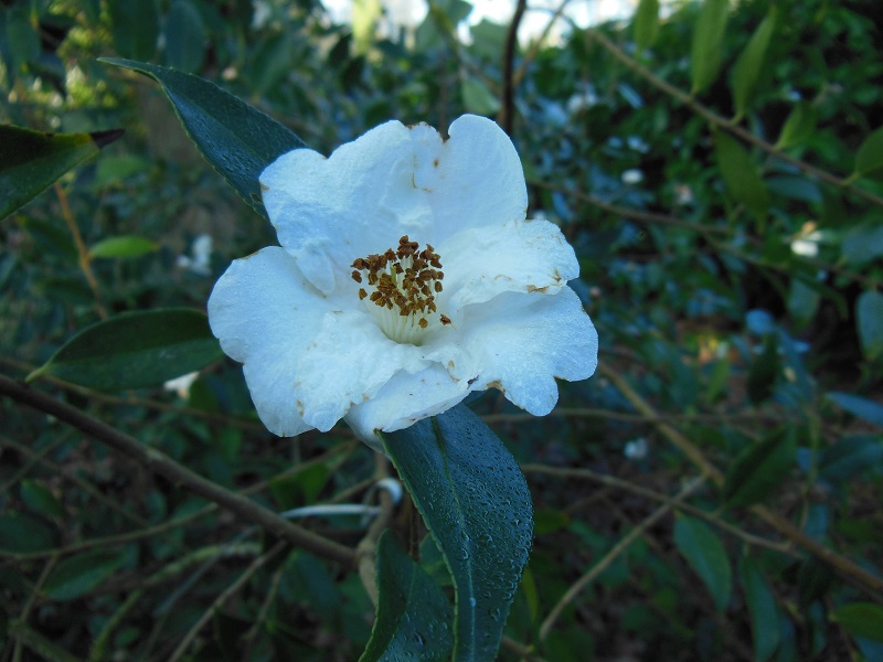 Camellia 2018 Petite11