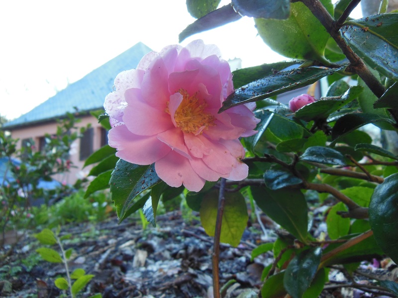 Camellia 2018 Petite12