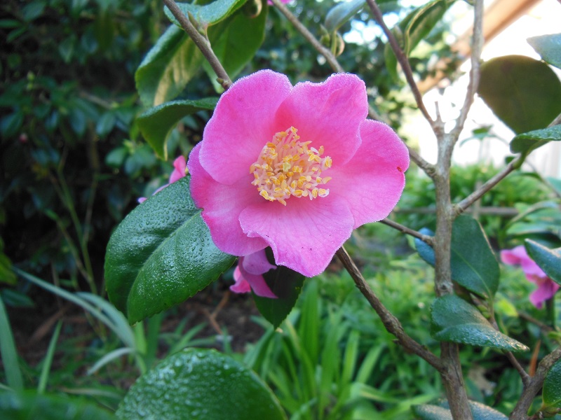 Camellia 2018 Petite15