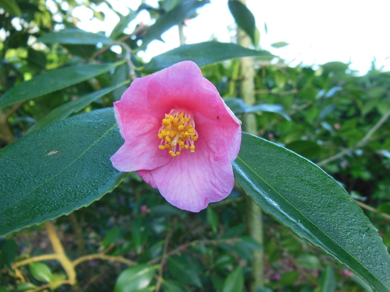 Camellia 2018 Petite16
