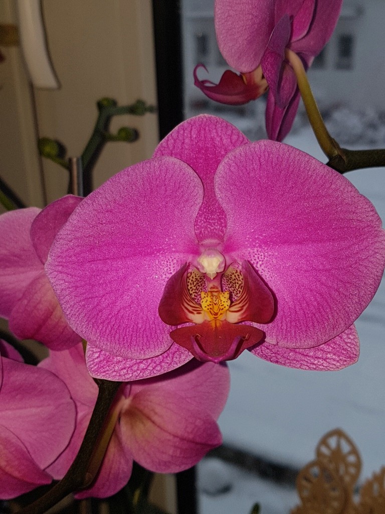 Orchideen 2015 - 2018 Teil 2 - Seite 91 20171216