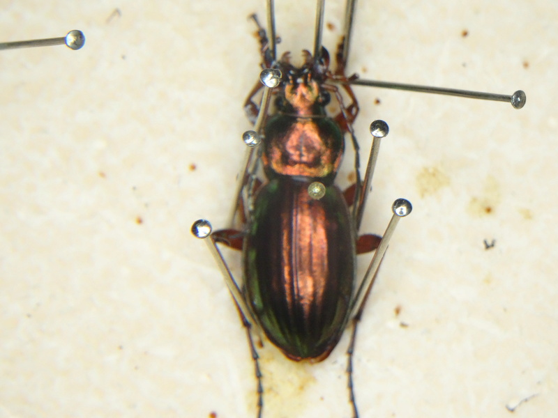 Tachypus auratus ssp. Dsc09010