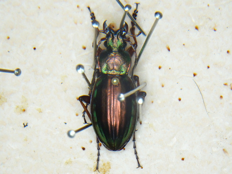 Tachypus auratus ssp. Dsc09012