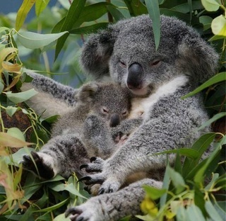 Photos de famille Koala10
