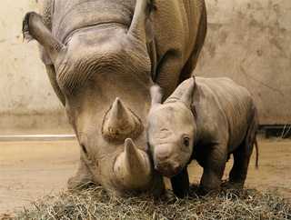 Photos de famille Rhinoc10