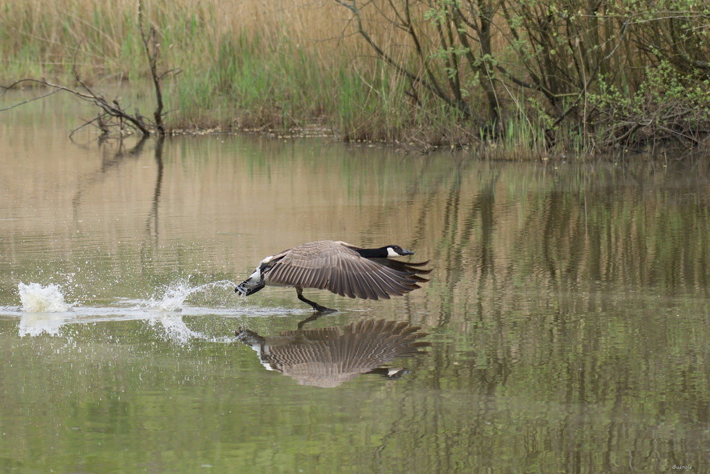 Je marche sur l'eau... Je_mar10