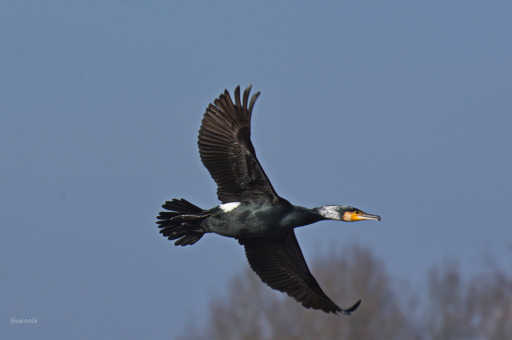 cormoran - Canard colvert,  grand cormoran, Ouette d'Egypte - Page 3 Le_pil10