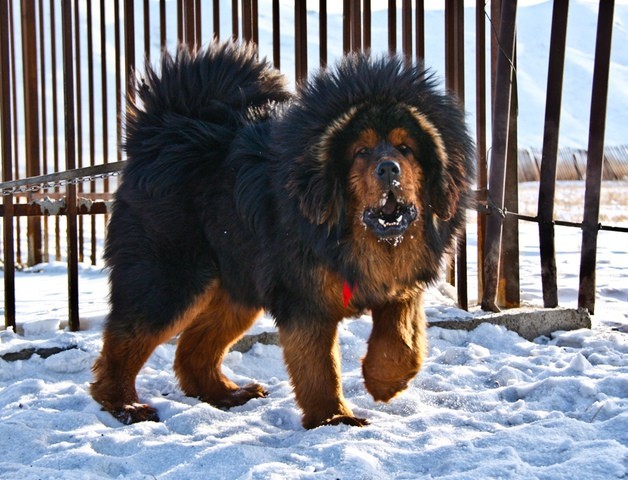 Le chien le plus cher au monde Mastif10