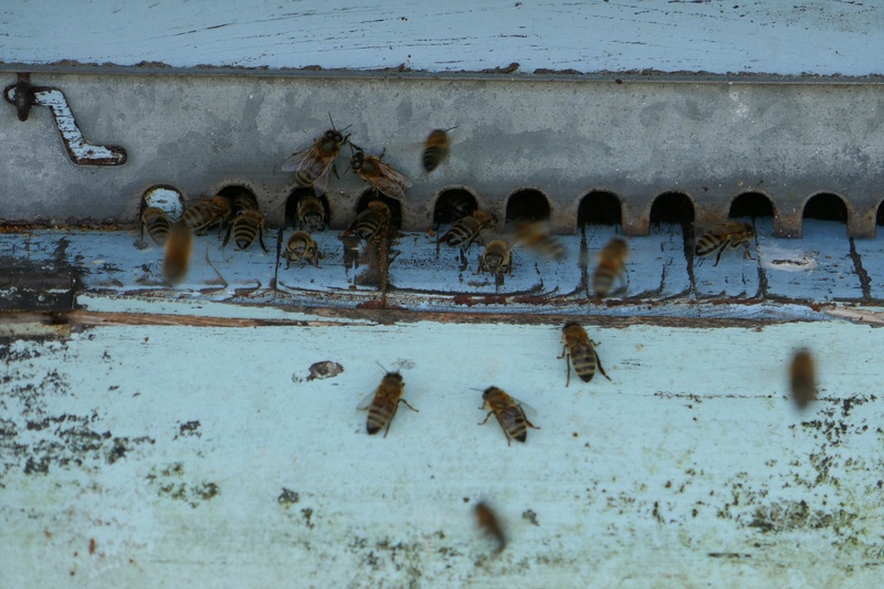 Les petites abeilles du jardin. P1140827