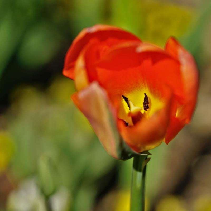 Promenade dans le jardin Jardin15