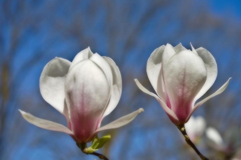 Promenade dans le jardin Jardin17