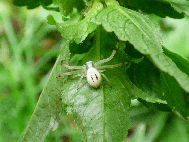 Araignée blanche : Misumena vatia Araign10