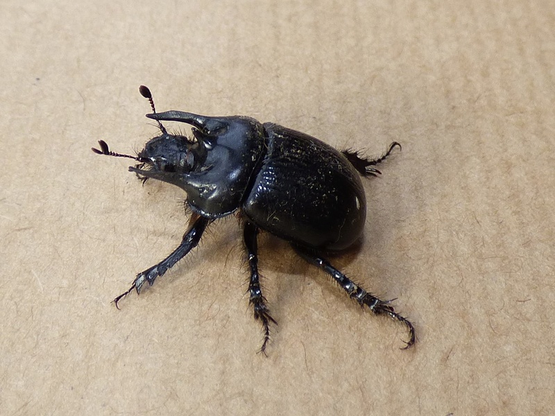 Le Minotaure -Typhaeus (Typhaeus) typhoeus. Minota10