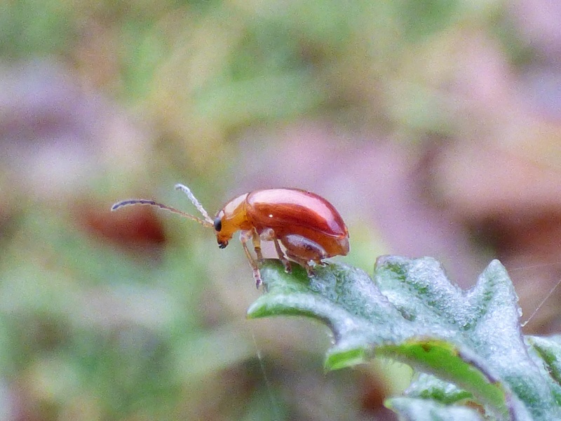 Un p'tit rouge à gros mollets : Longitarsus + Sphaeroderma Ptit_r10