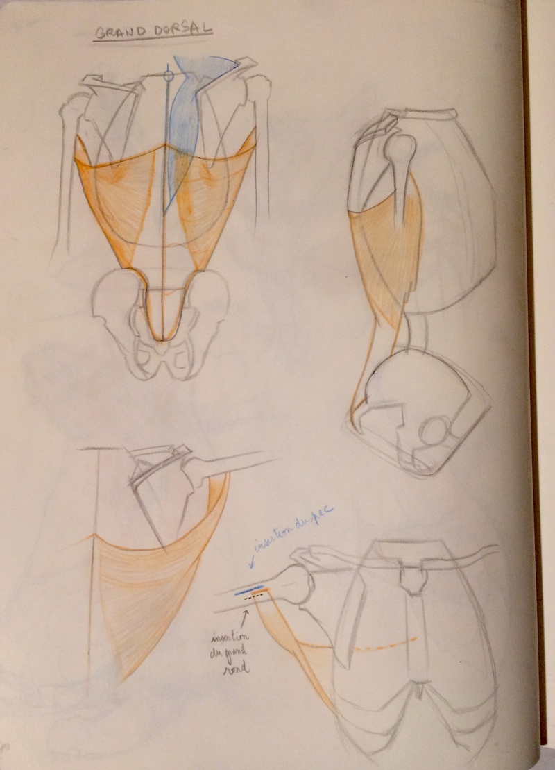 Etudes et croquis de Sofi - Page 21 Fulls148