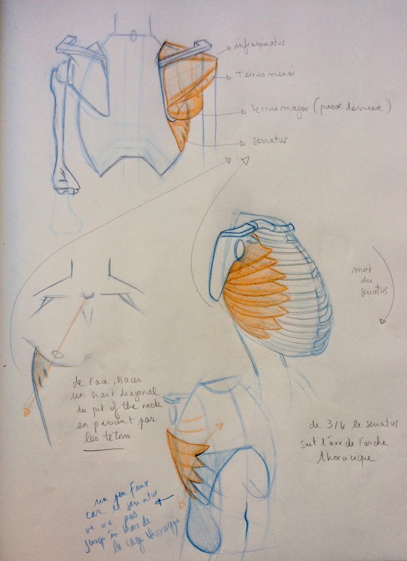 Etudes et croquis de Sofi - Page 21 Img_6626