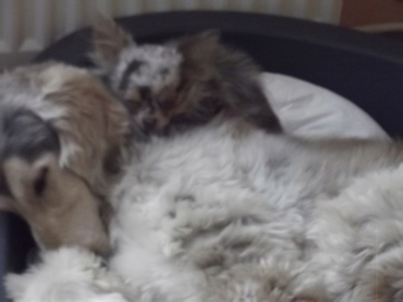IPSOS DE NOUVEAU A L ADOPTION Galgo_26