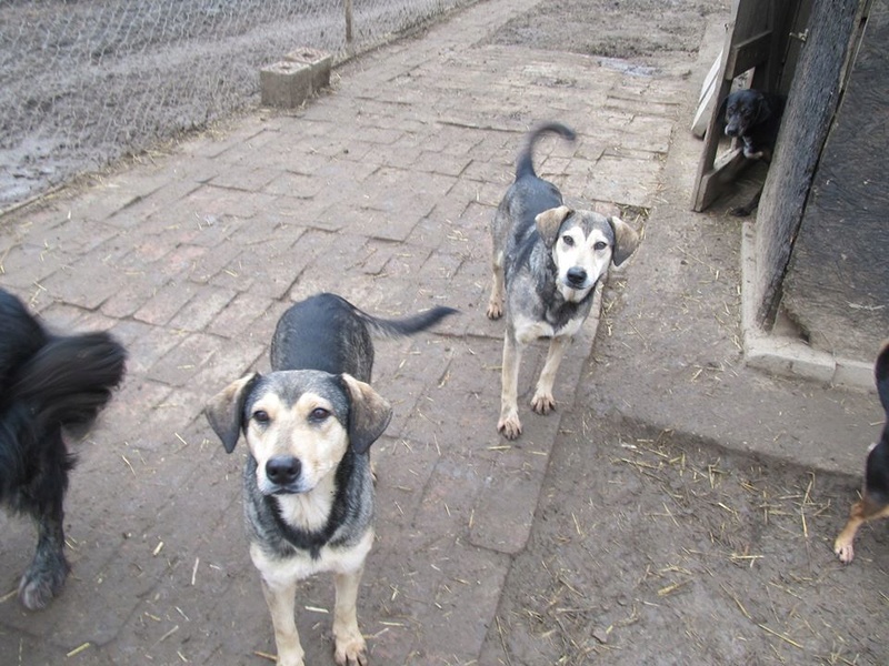 REAA, Née 2013, 15 kg - une chienne sympa - (BELLA) - Prise en charge Association Cent Pas 02_20372