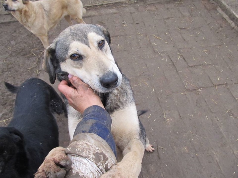 REAA, Née 2013, 15 kg - une chienne sympa - (BELLA) - Prise en charge Association Cent Pas 02_20373