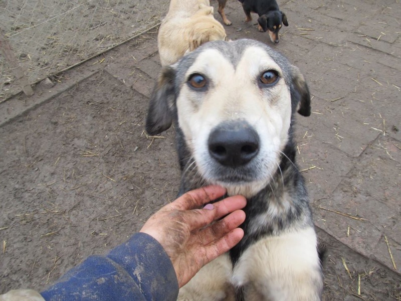 REAA, Née 2013, 15 kg - une chienne sympa - (BELLA) - Prise en charge Association Cent Pas 02_20374