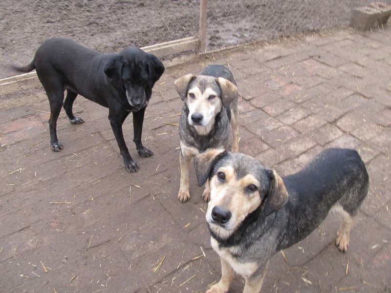 REAA, Née 2013, 15 kg - une chienne sympa - (BELLA) - Prise en charge Association Cent Pas 02_20377