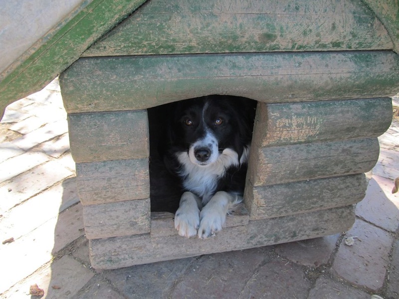 FLORENCIA - Border Collie - Née 2016 - Gentille, impressionnée (BELLA)/RESERVEE FA Allison (dept06) 05_20147