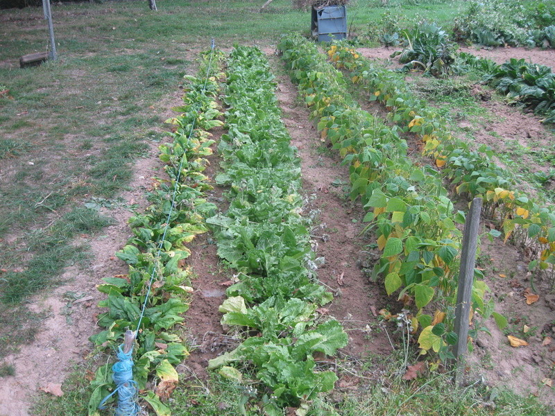 Bizarerie de la nature Salade10