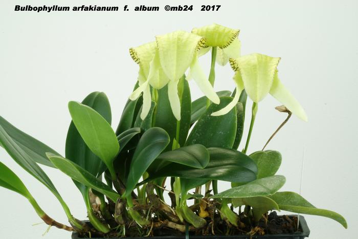 Bulbophyllum arfakianum Bulbop17