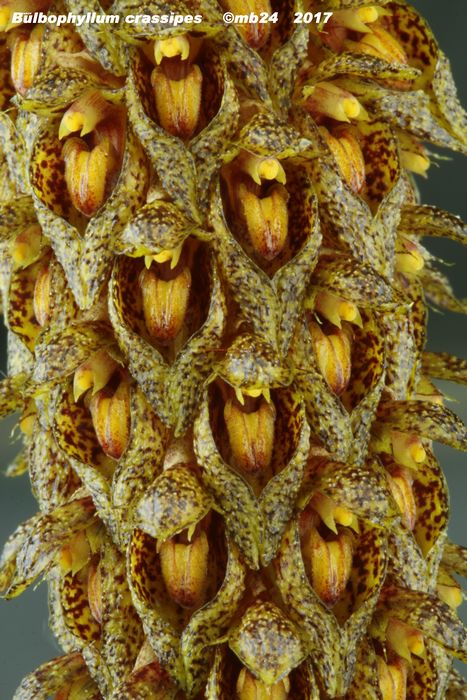 Bulbophyllum crassipes  Bulbop19
