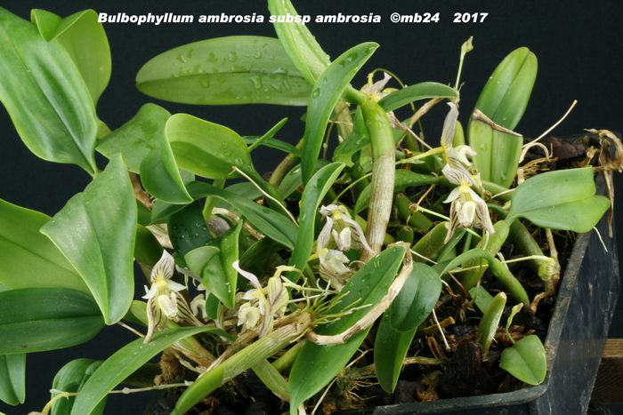 Bulbophyllum ambrosia subsp ambrosia Bulbop24