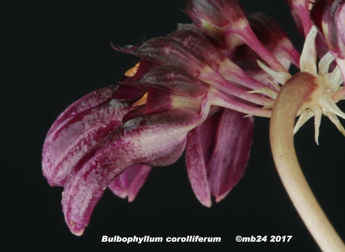 Bulbophyllum corolliferum Bulbop28