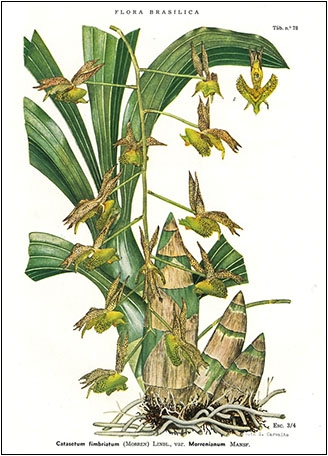 Catasetum ? Catase22