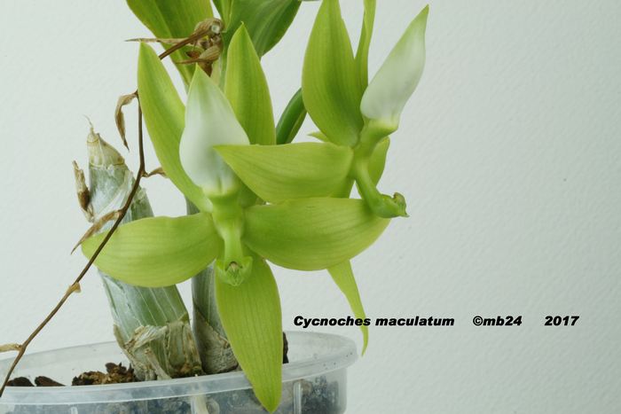 Cycnoches maculatum  Cycnoc19