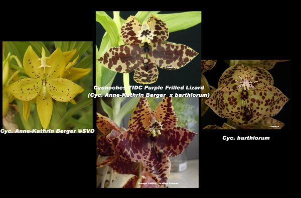 [résolu]Cycnoches barthiorum (de Yih Cheng Orchids) :Cycnoches TIDC Purple Frilled Lizard Cycnoc24