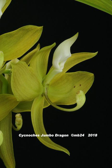 Cycnoches Jumbo Dragon ( Cloroge x pentadactylon) Cycnoc31