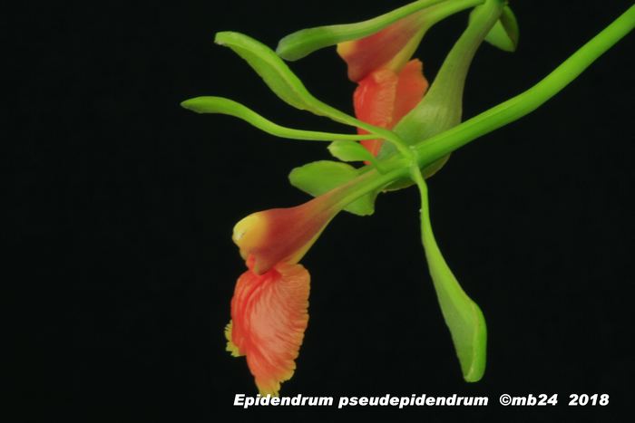 Epidendrum pseudepidendrum  Epiden13