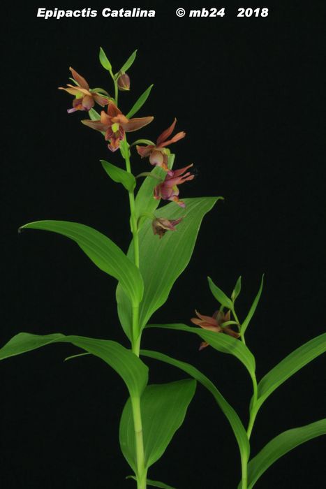 Epipactis Catalina (gigantea x royleana) Epipac10